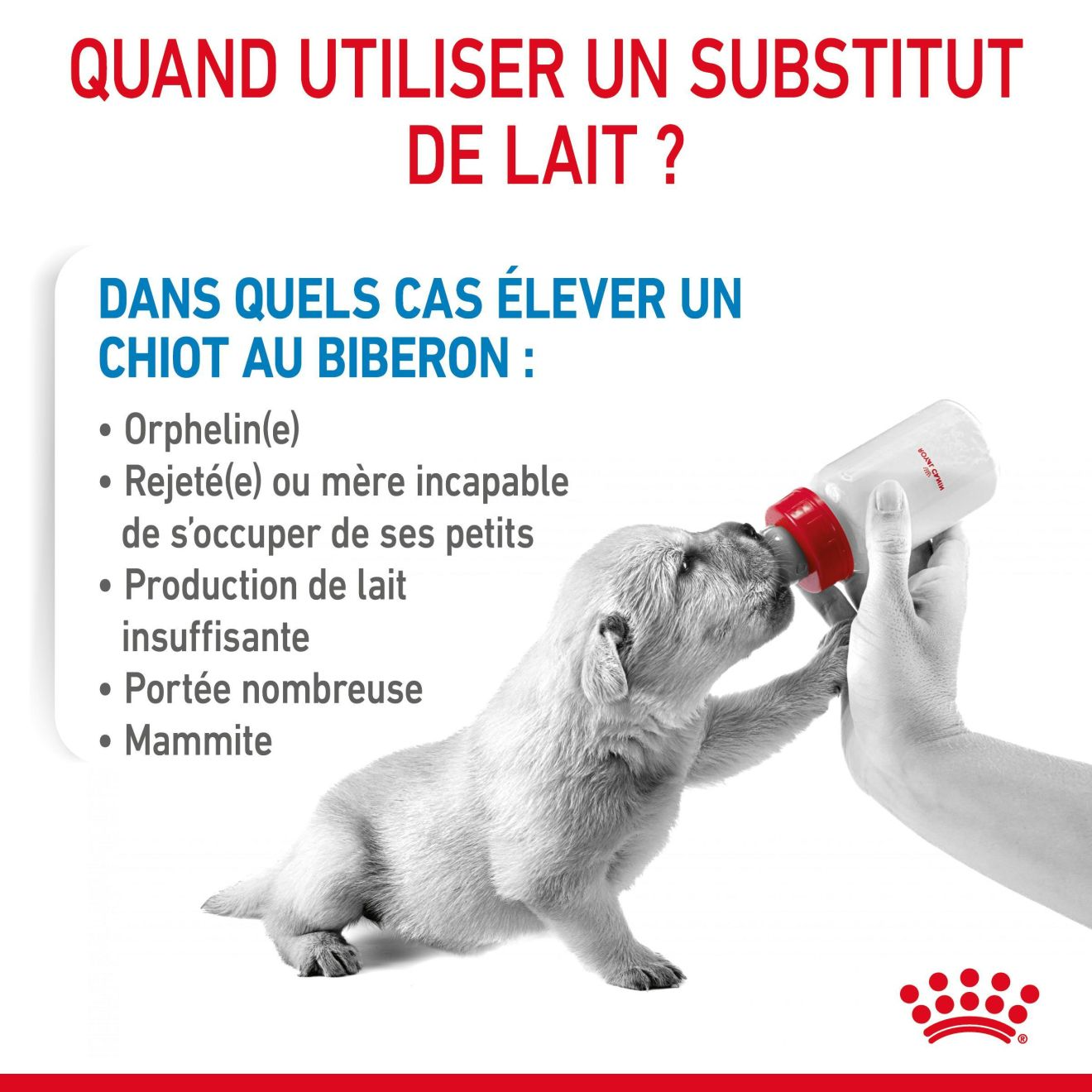 ROYAL CANIN BABYDOG MILK 400GR + BIBERON