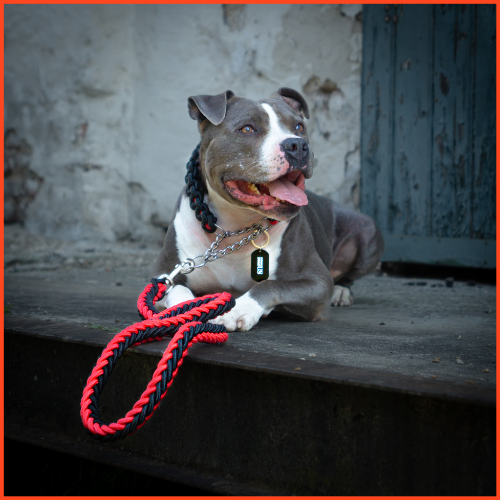 LAISSE AVEC COLLIER POUR GRAND CHIENS ROUGE ET NOIR