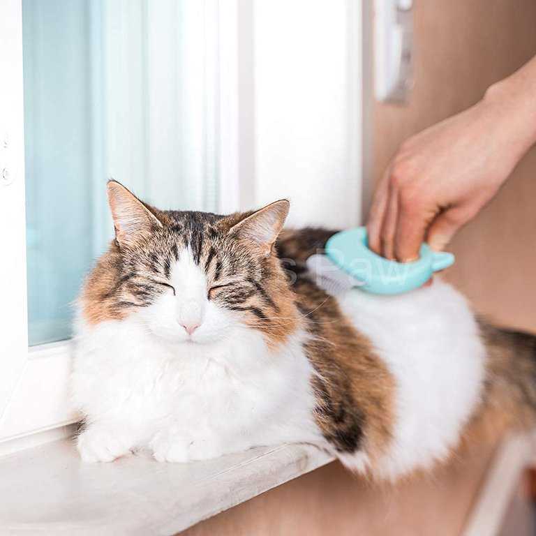 BROSSE POIL CHAT